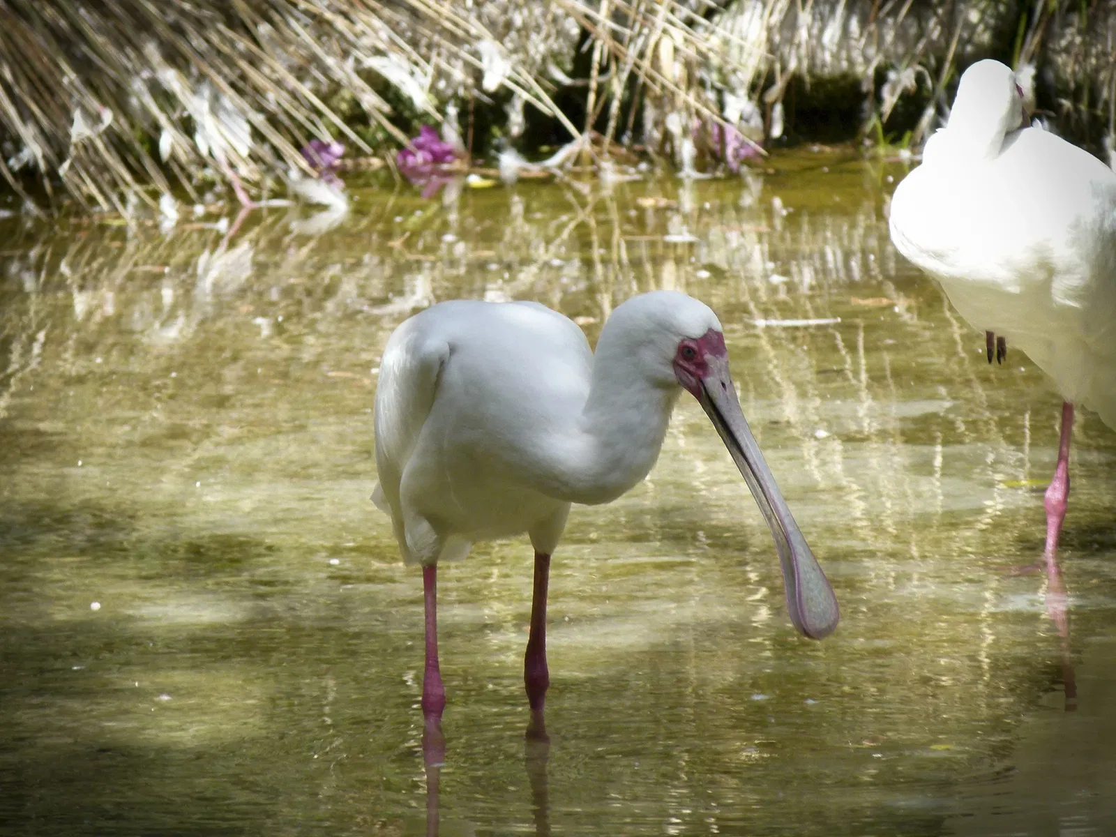 Oasis Wildlife Fuerteventura