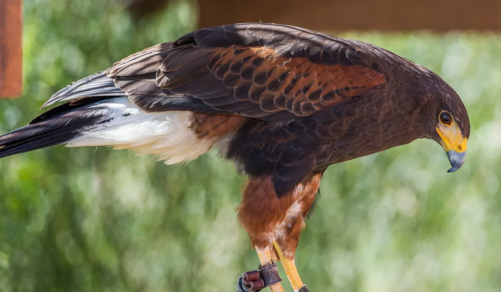 Oasis Wildlife Fuerteventura