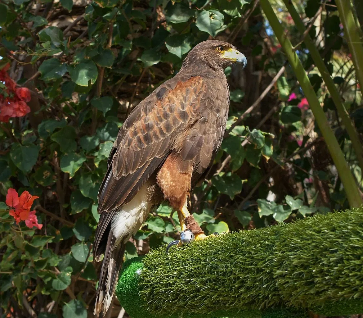 Oasis Wildlife Fuerteventura