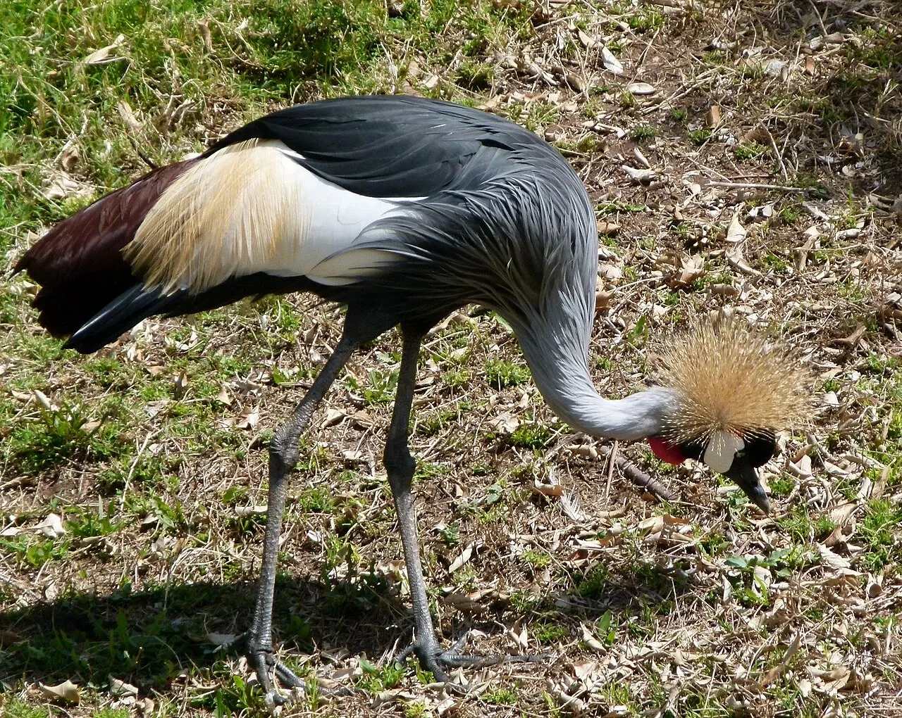 Oasis Wildlife Fuerteventura