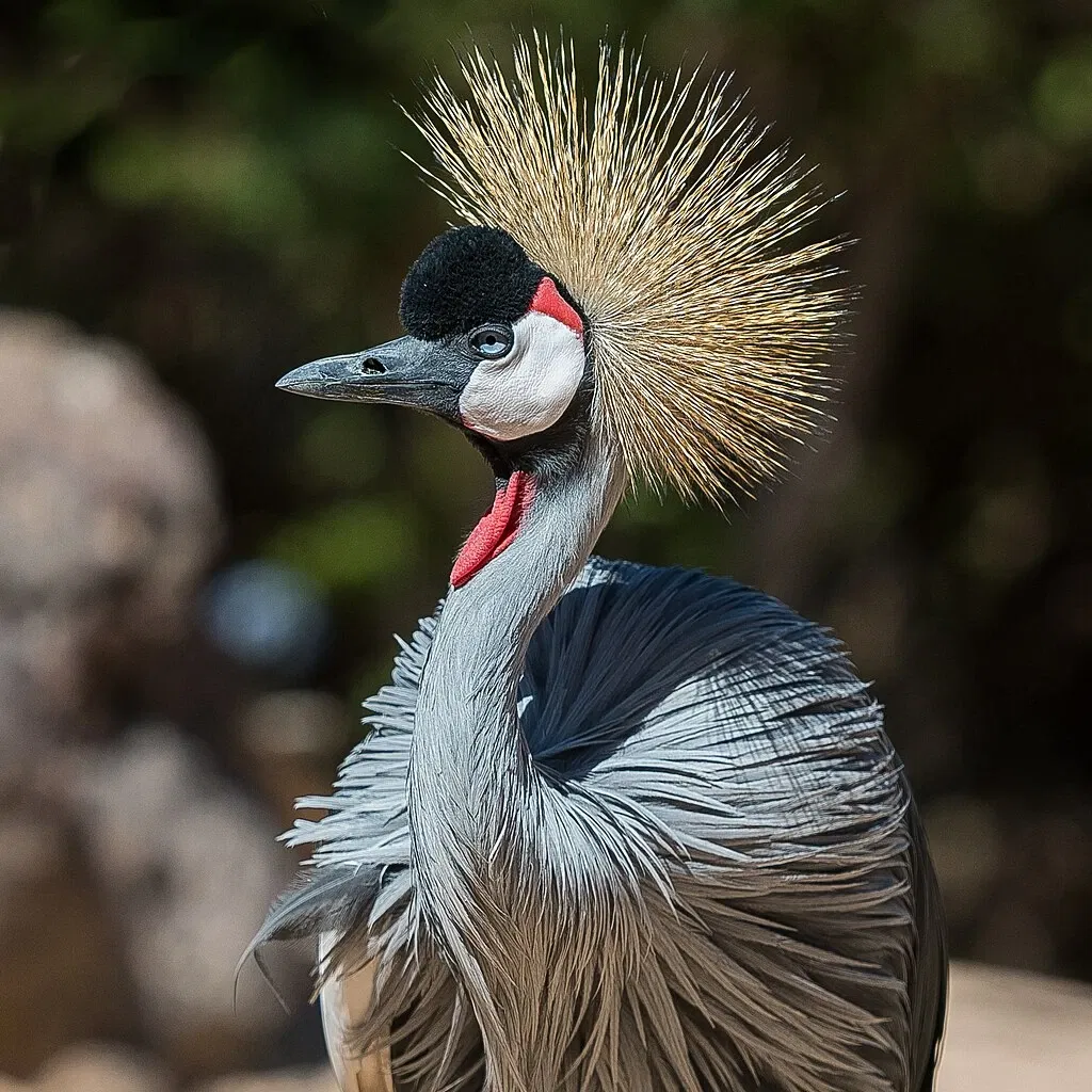 Oasis Wildlife Fuerteventura