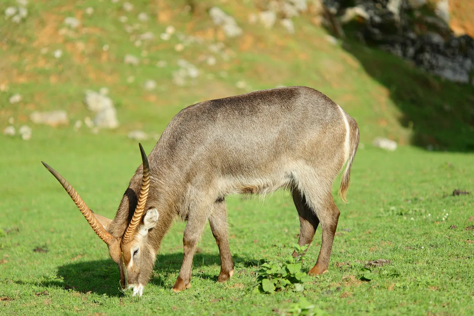 Parque de la Naturaleza de Cabárceno