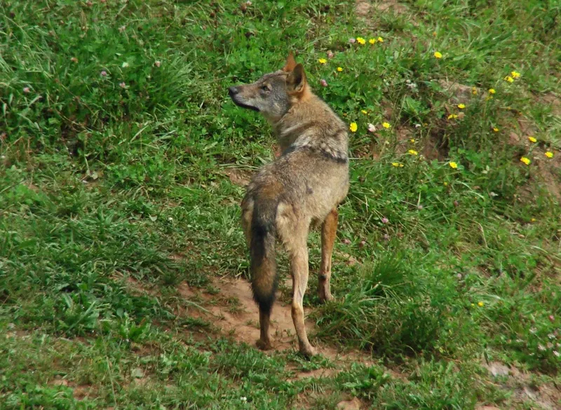 Parc de la nature de Cabárceno