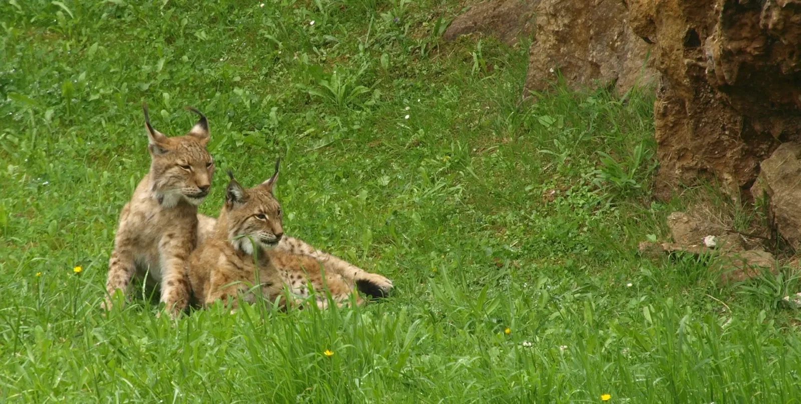 Parque de la Naturaleza de Cabárceno