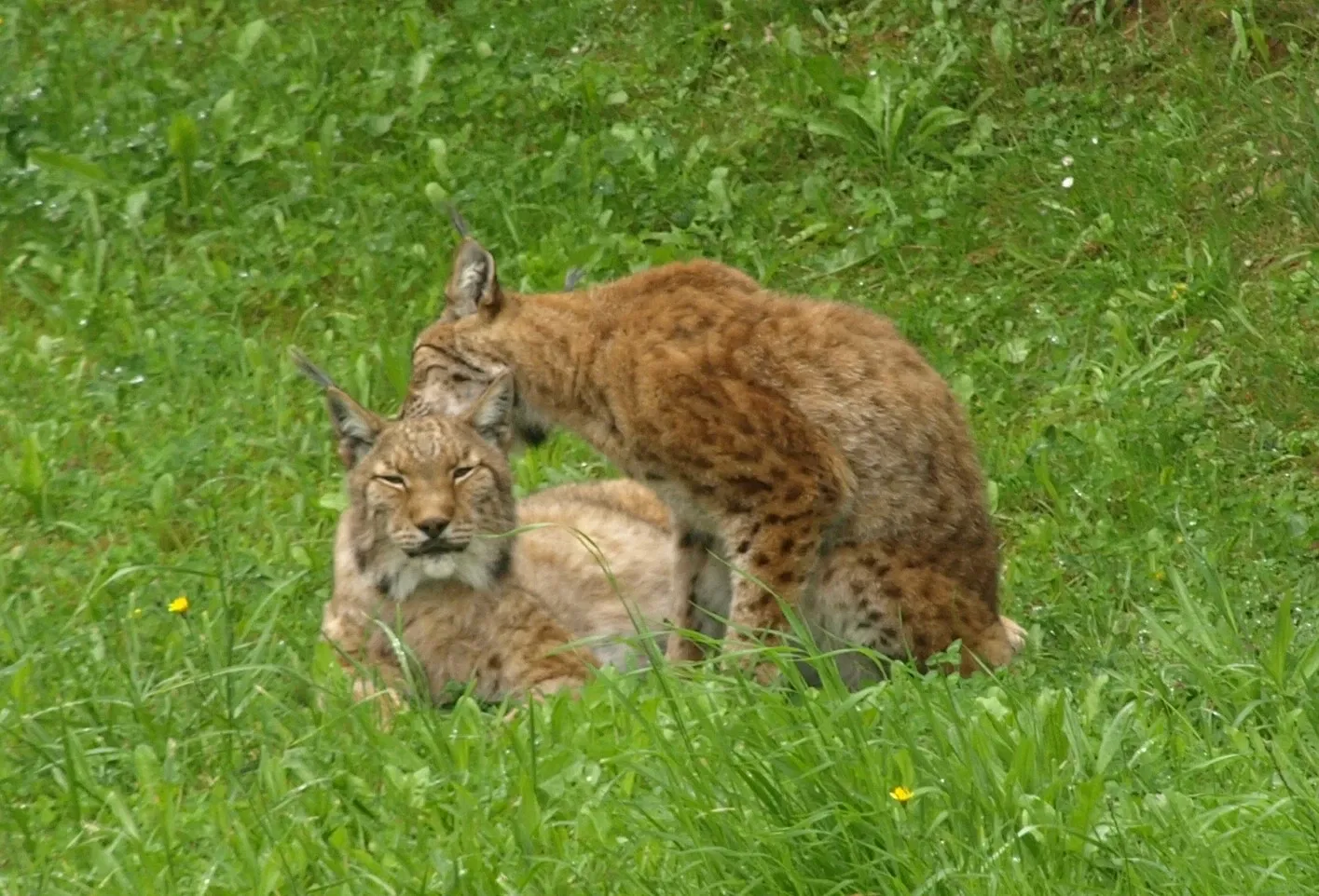 Cabarceno Natural Park