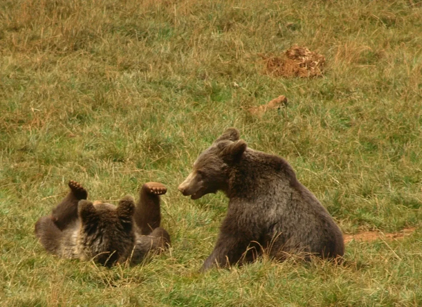 Parc de la nature de Cabárceno