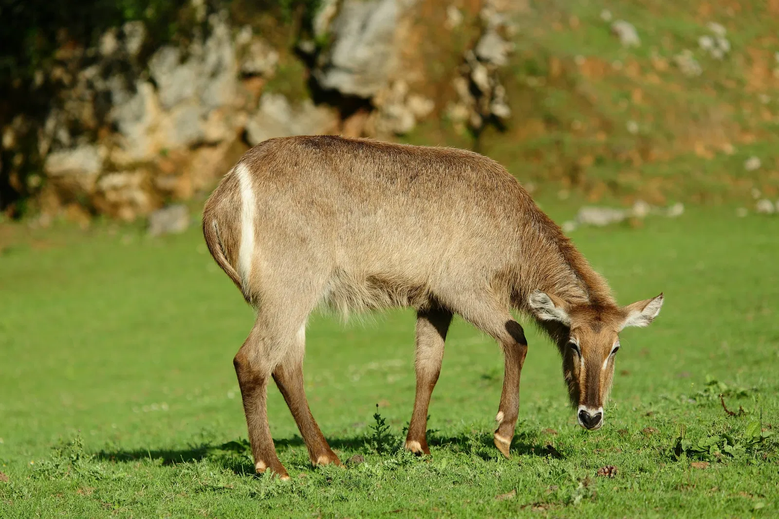 Parc de la nature de Cabárceno