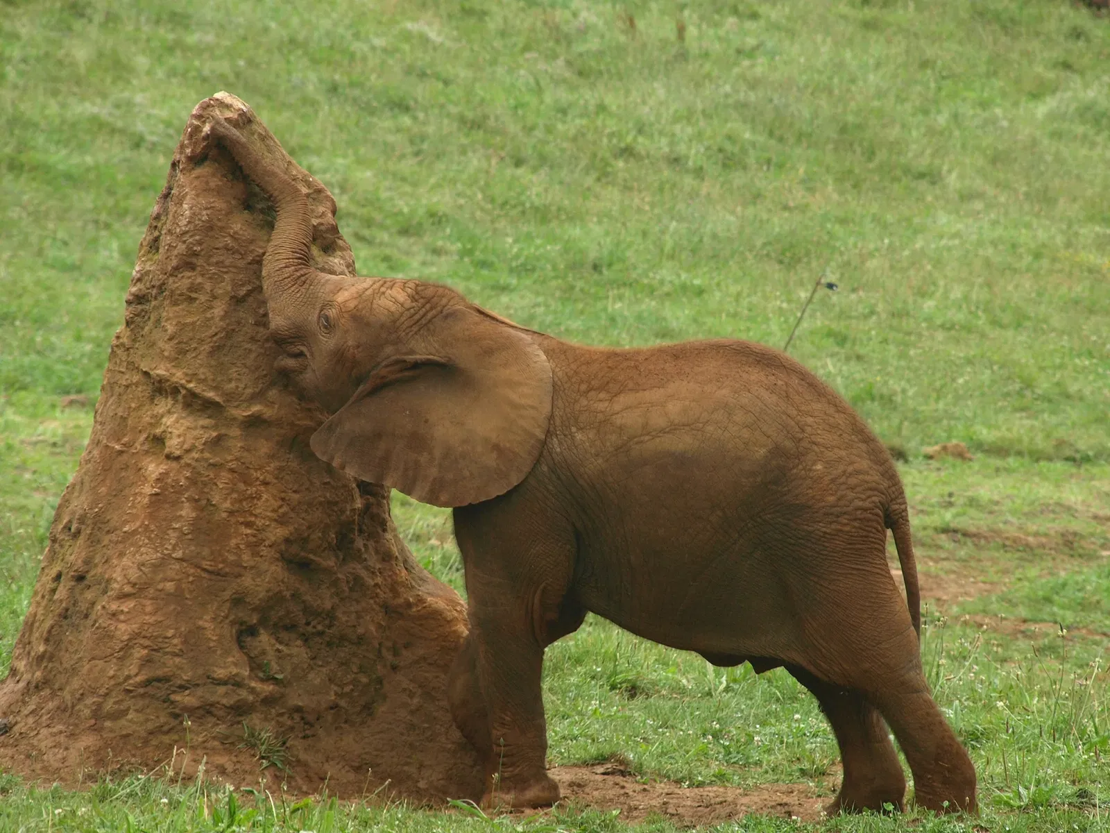 Parc de la nature de Cabárceno