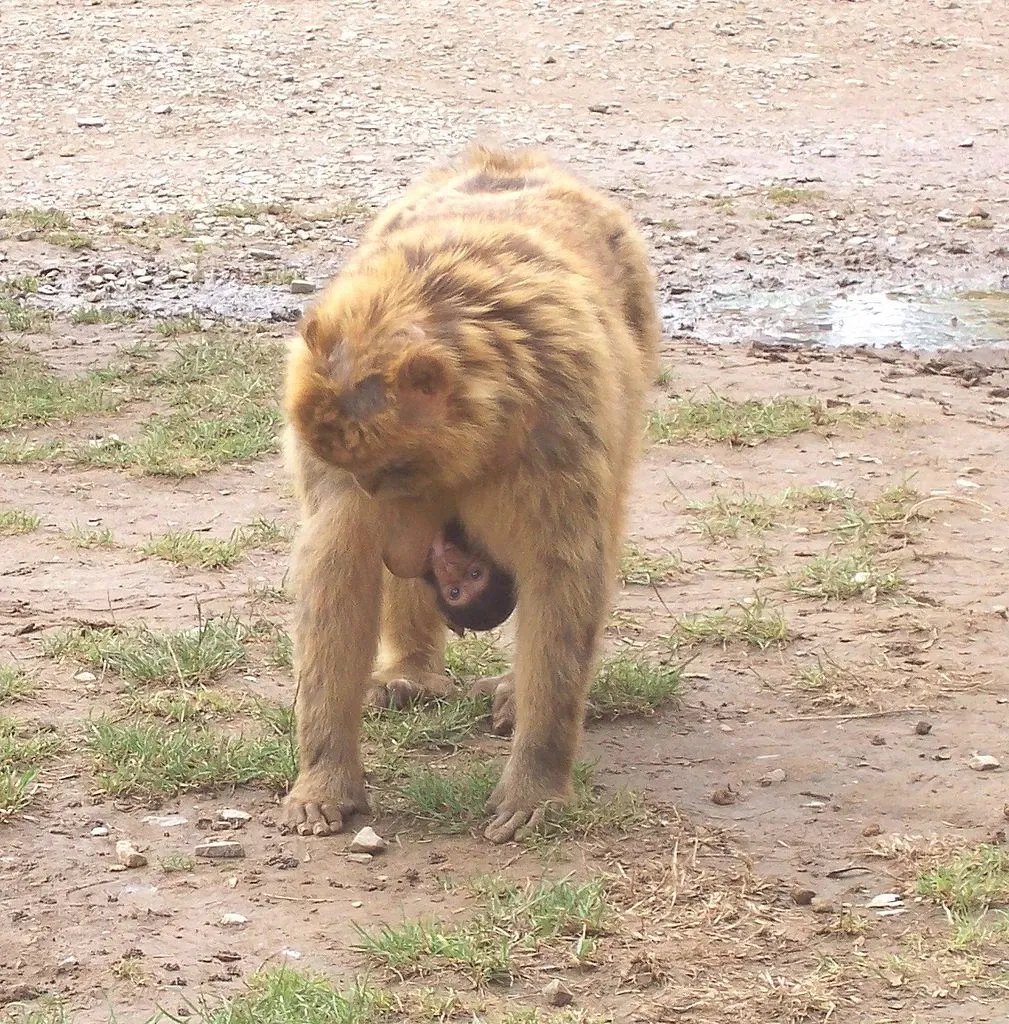 Cabarceno Natural Park