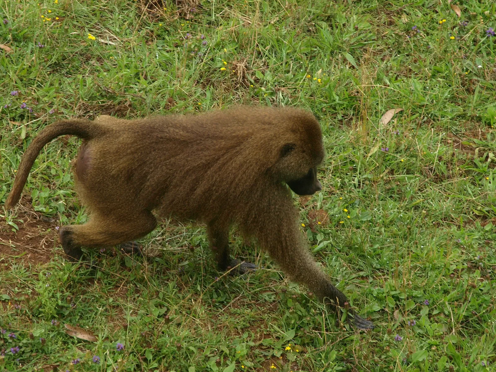 Parc de la nature de Cabárceno