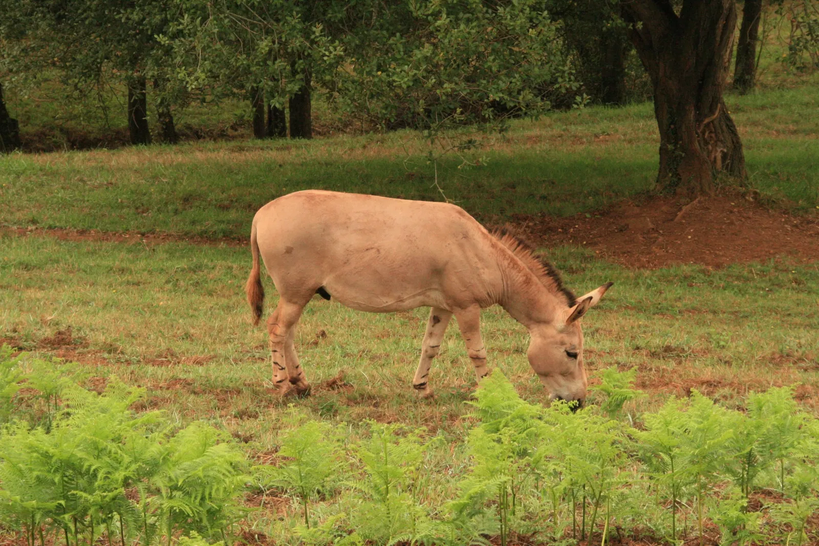 Parque de la Naturaleza de Cabárceno
