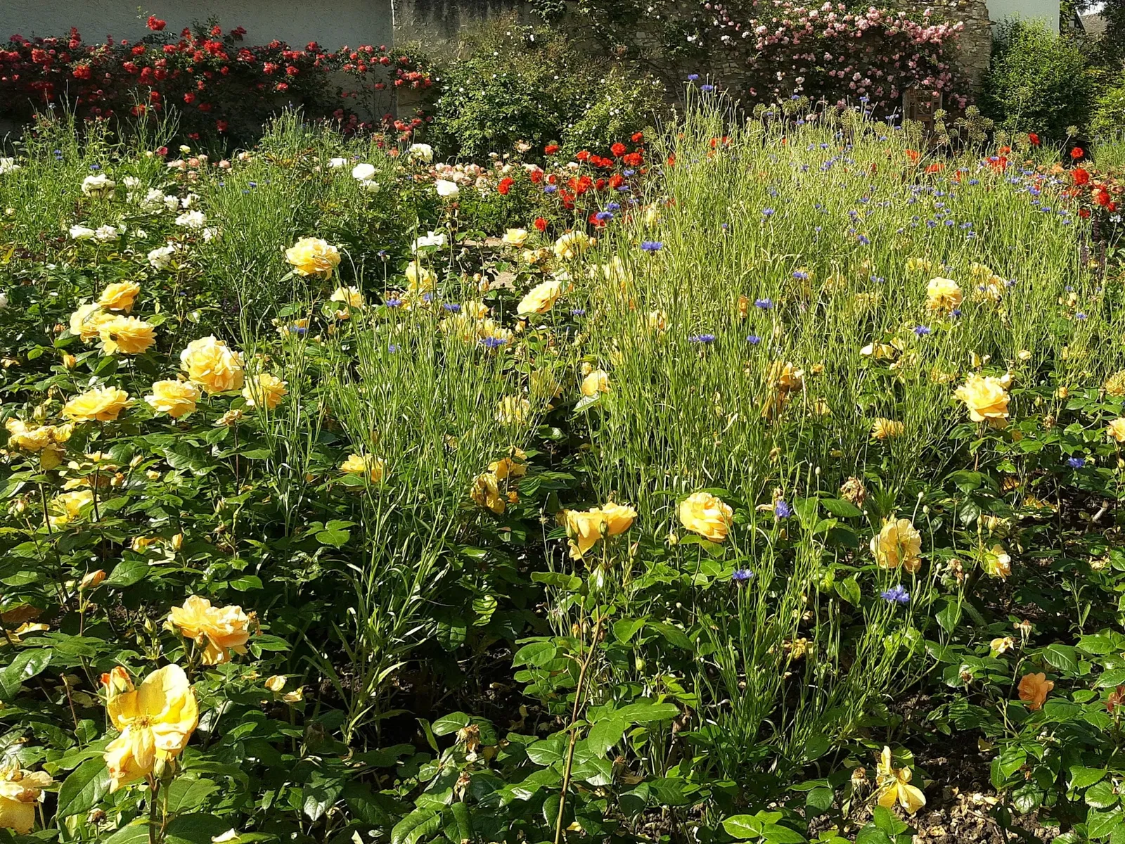 Castello di Eltville