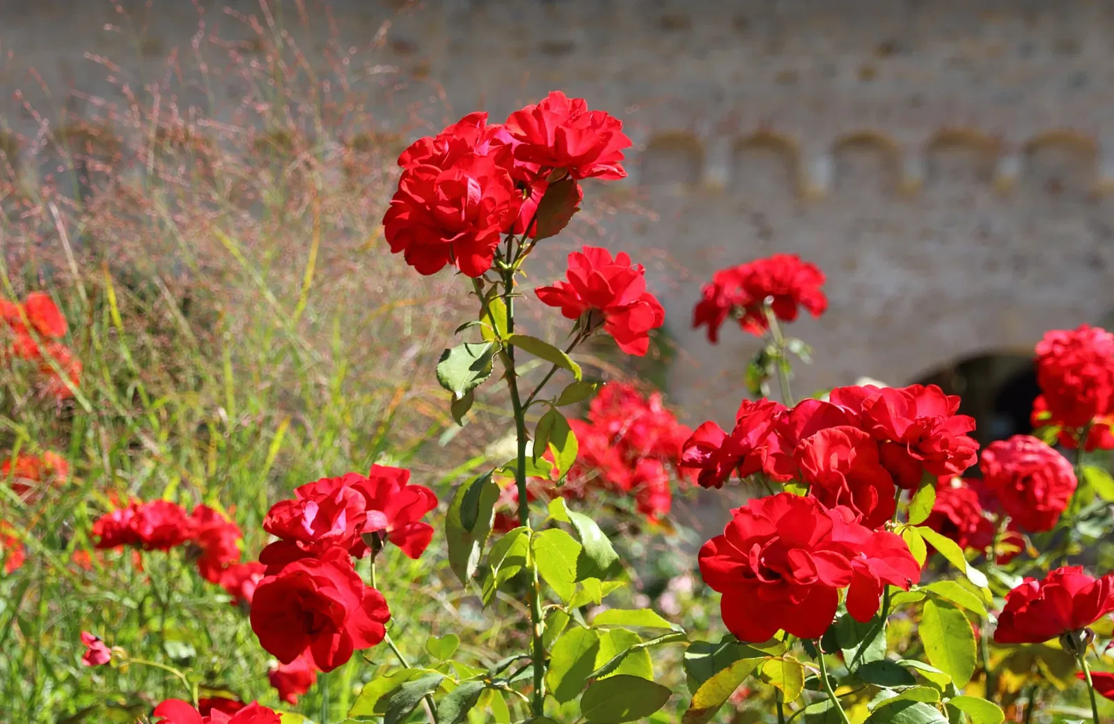 Castello di Eltville