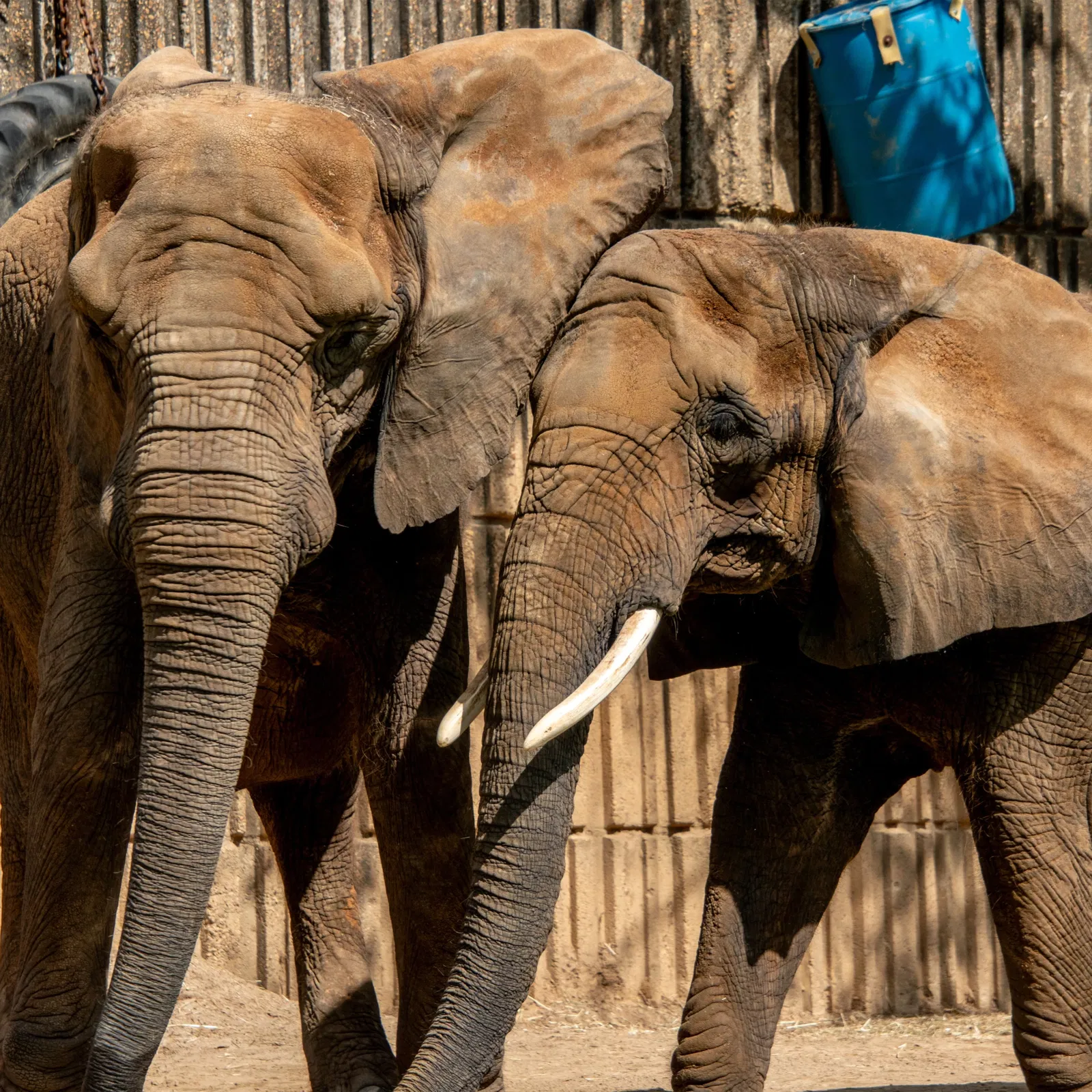Zoológico de Memphis