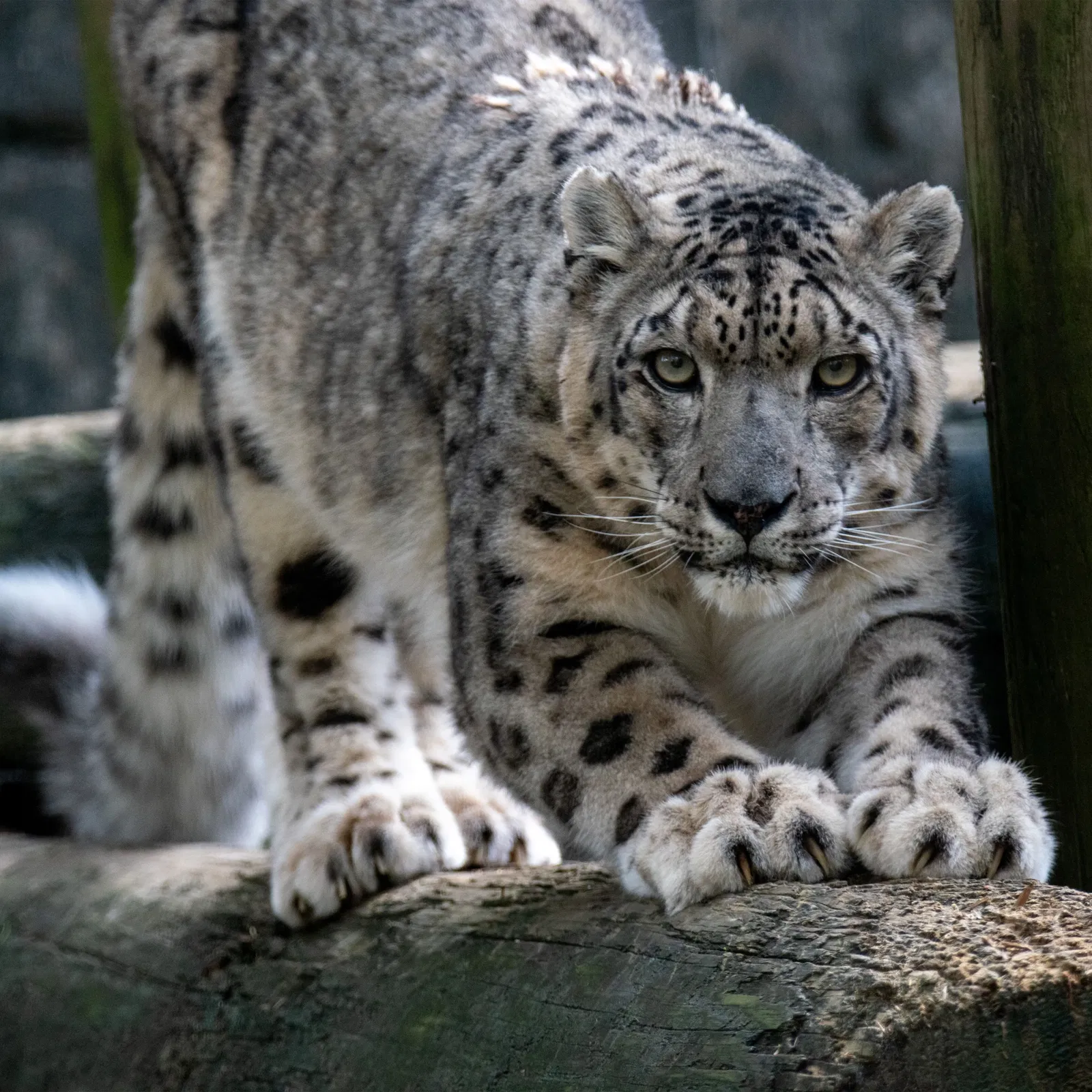 Zoológico de Memphis