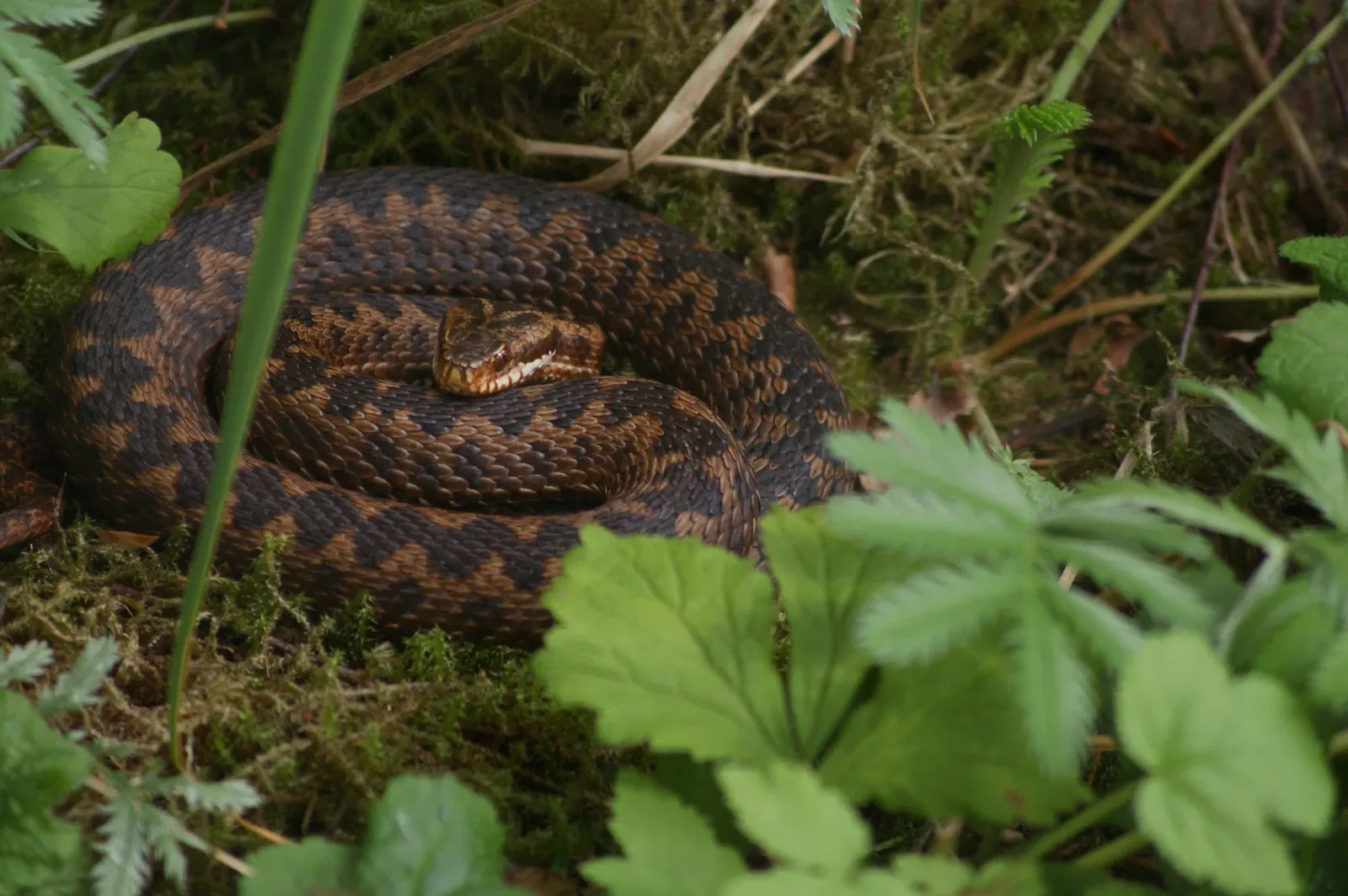 Eekholt Wildlife Park