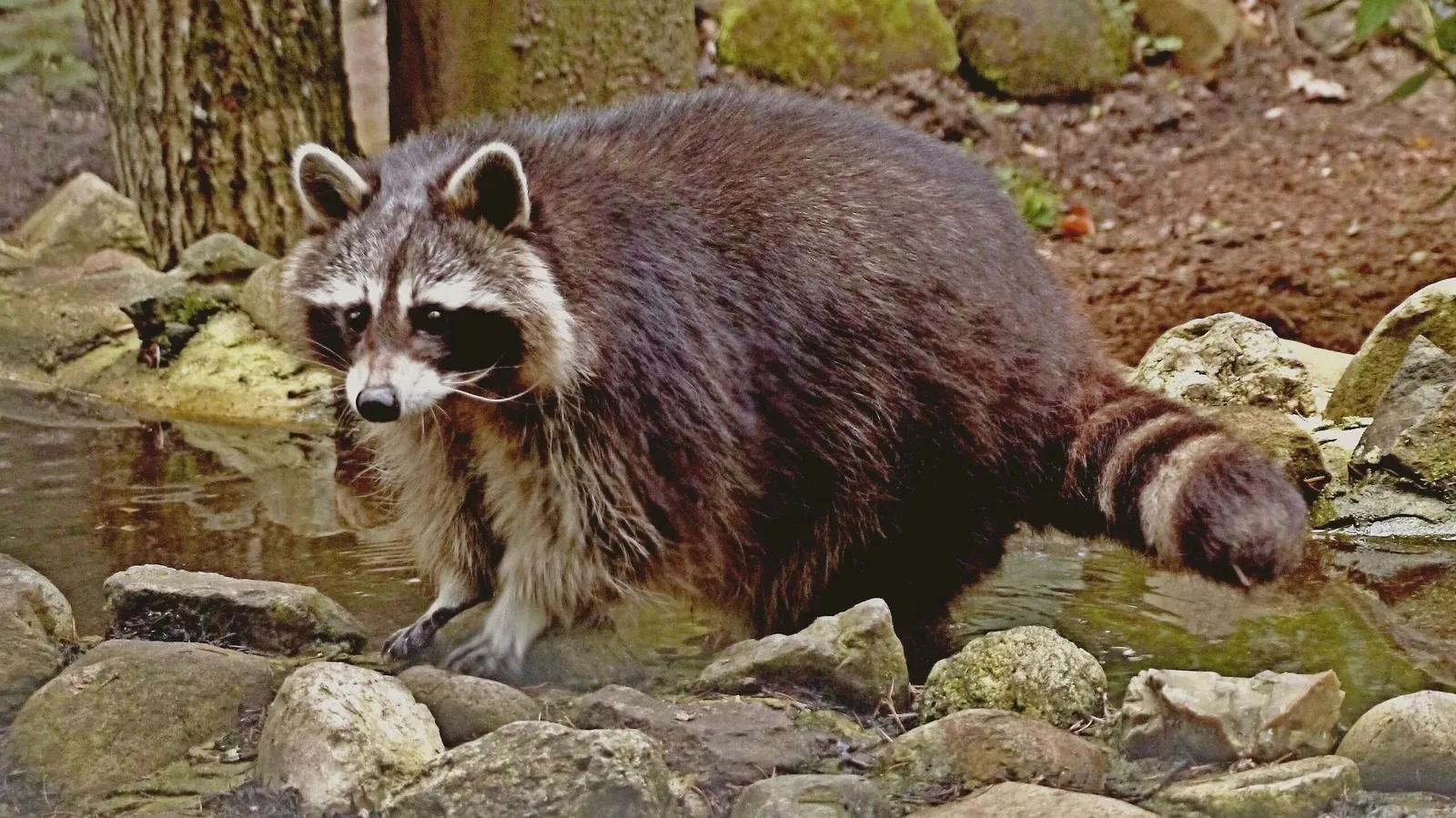 Eekholt Wildlife Park