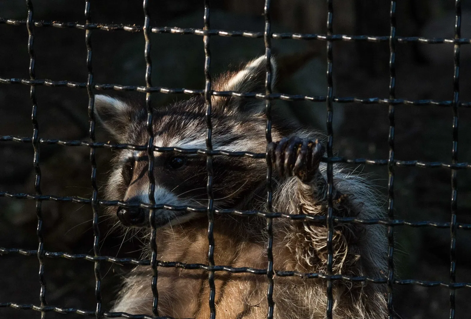 Eekholt Wildlife Park