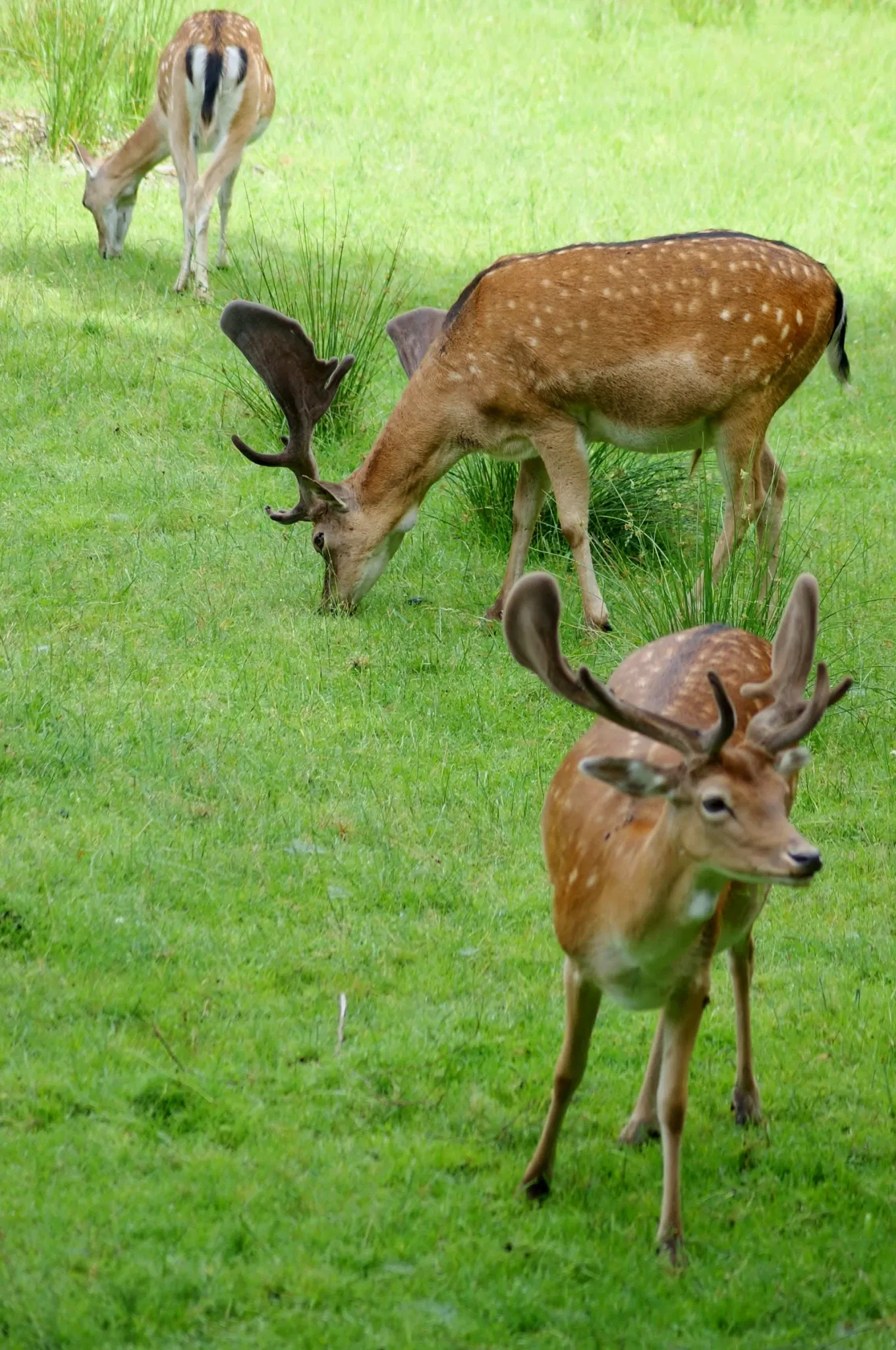 Eekholt Wildlife Park