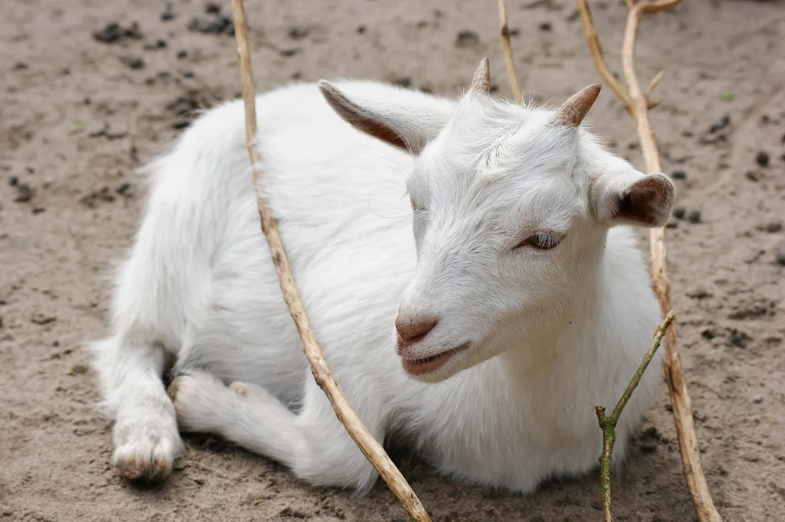Eekholt Wildlife Park