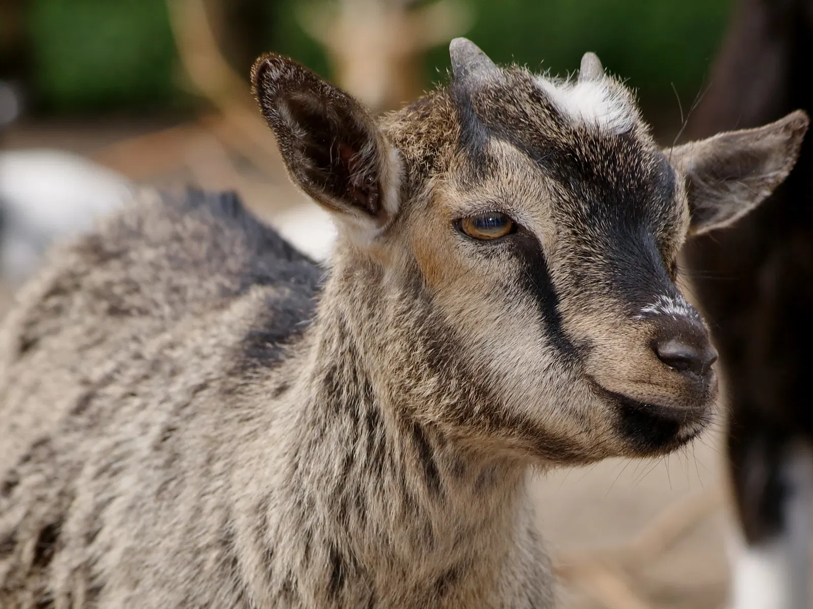 Eekholt Wildlife Park