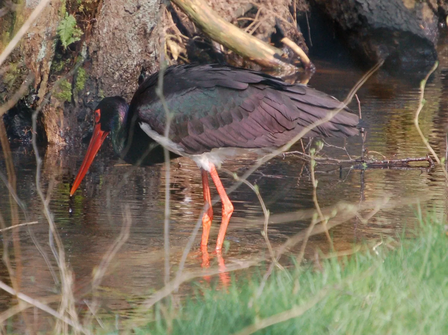Eekholt Wildlife Park