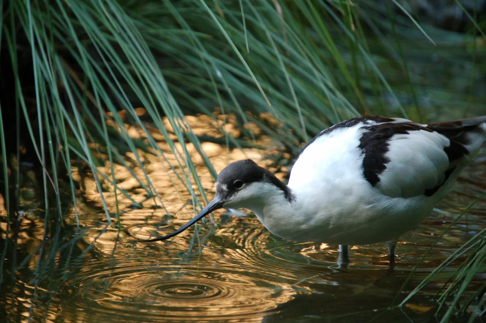 Eekholt Wildlife Park