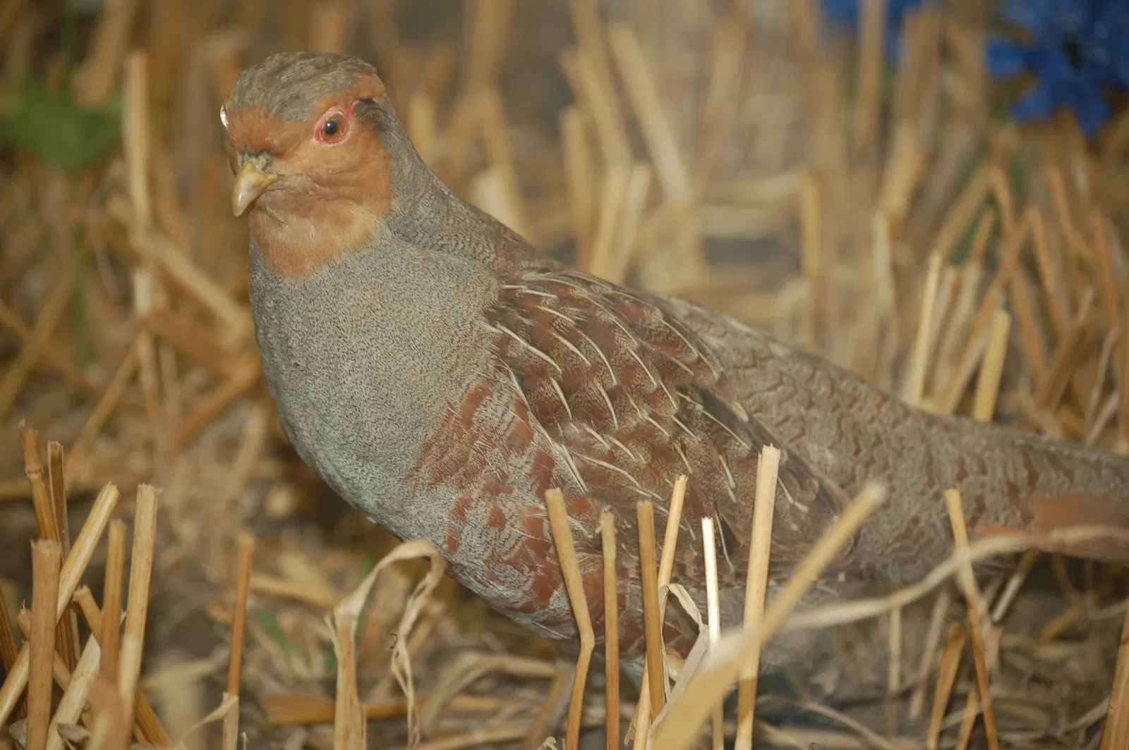 Eekholt Wildlife Park