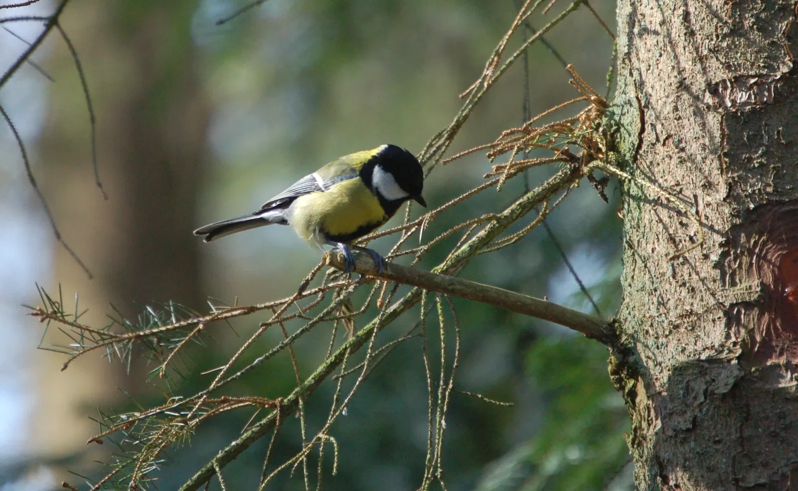 Eekholt Wildlife Park
