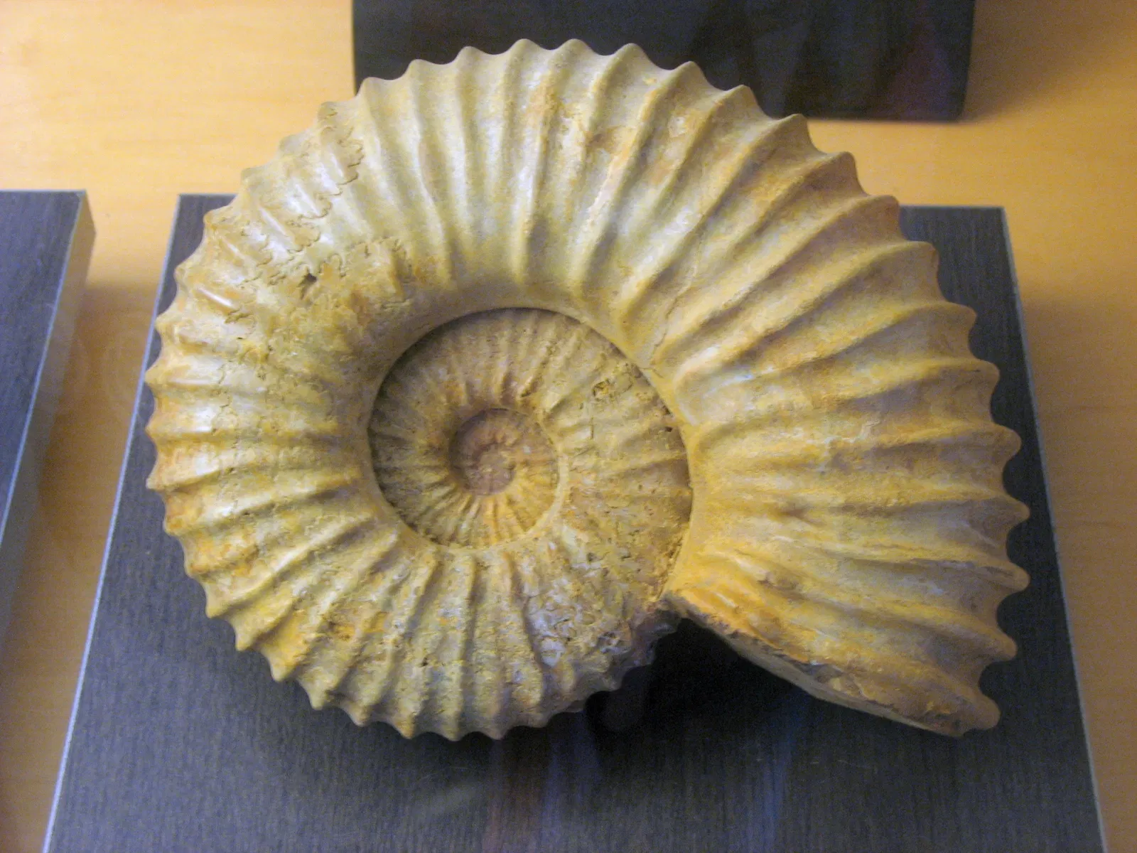 Jurassic Museum of Asturias