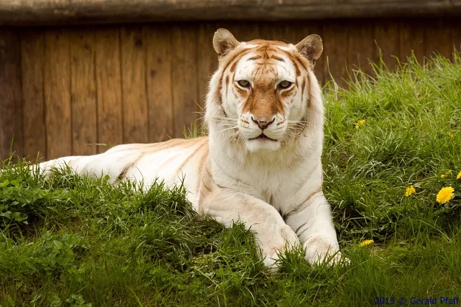 Erlebnis & Tigerpark Dassow