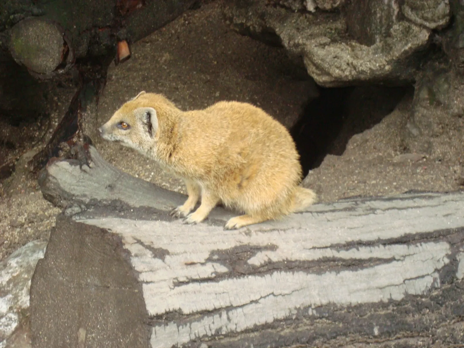 Parc Zoologique de Lille