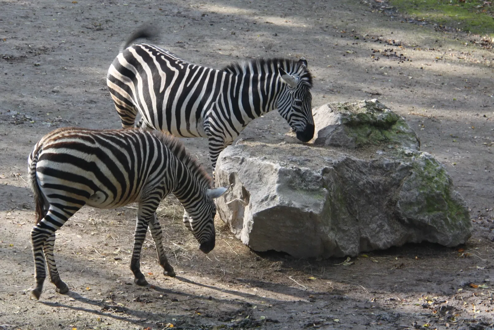 Parc Zoologique de Lille