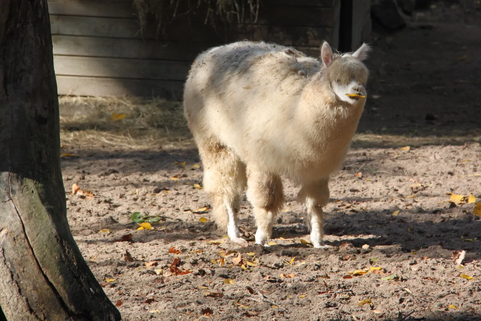 Parc Zoologique de Lille