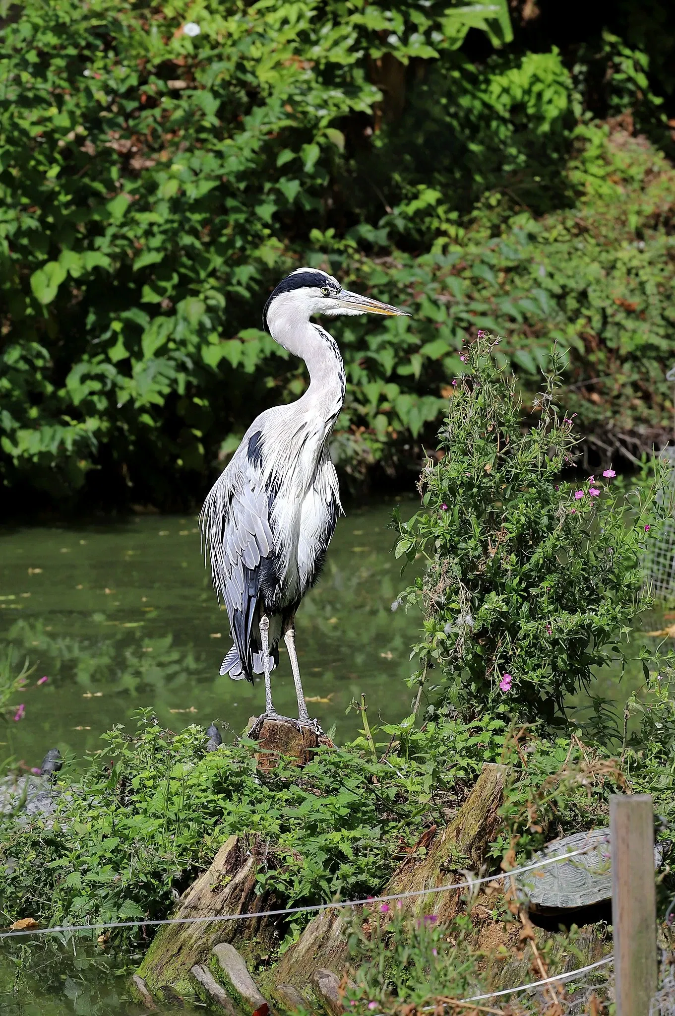 Parc Zoologique de Lille