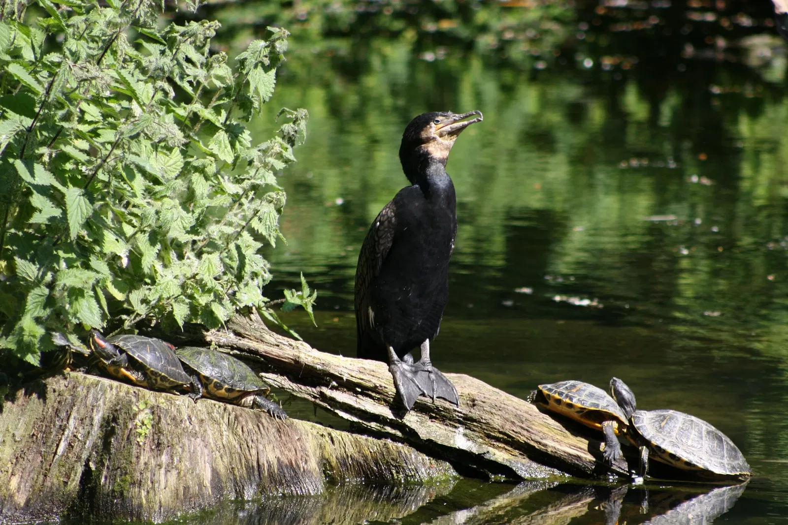 Parc Zoologique de Lille
