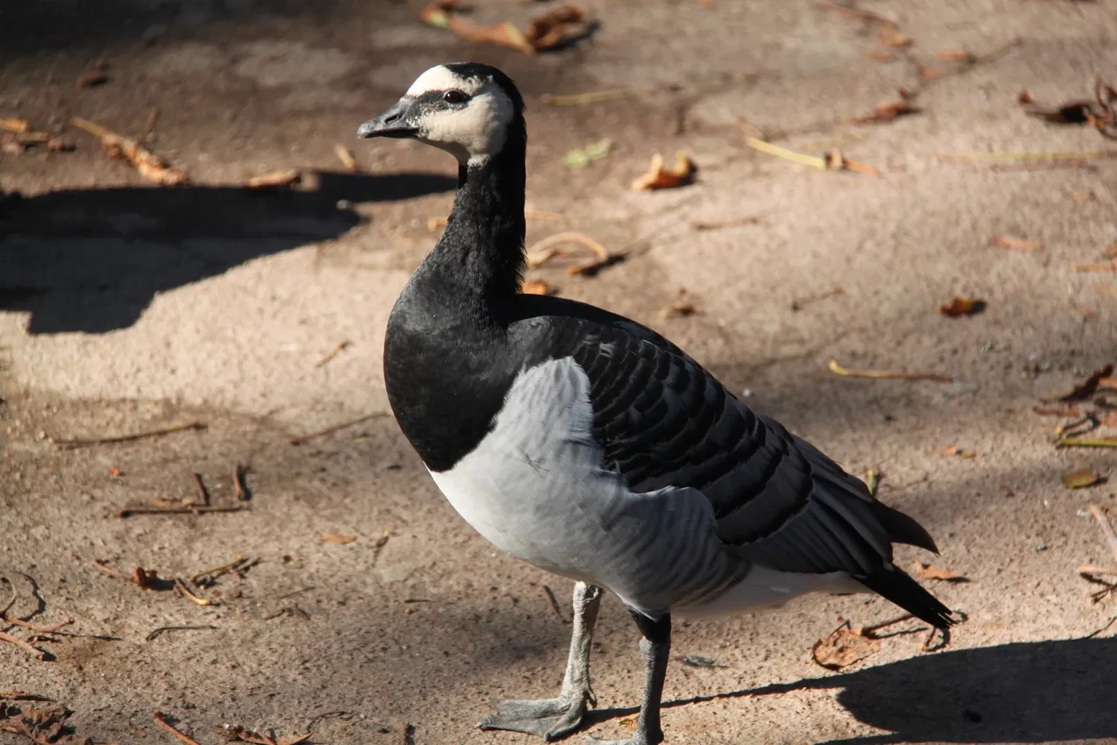 Parc Zoologique de Lille