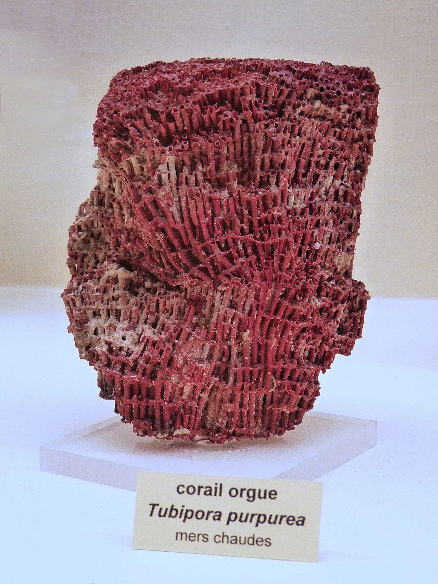 Museo zoologico della città di Strasburgo