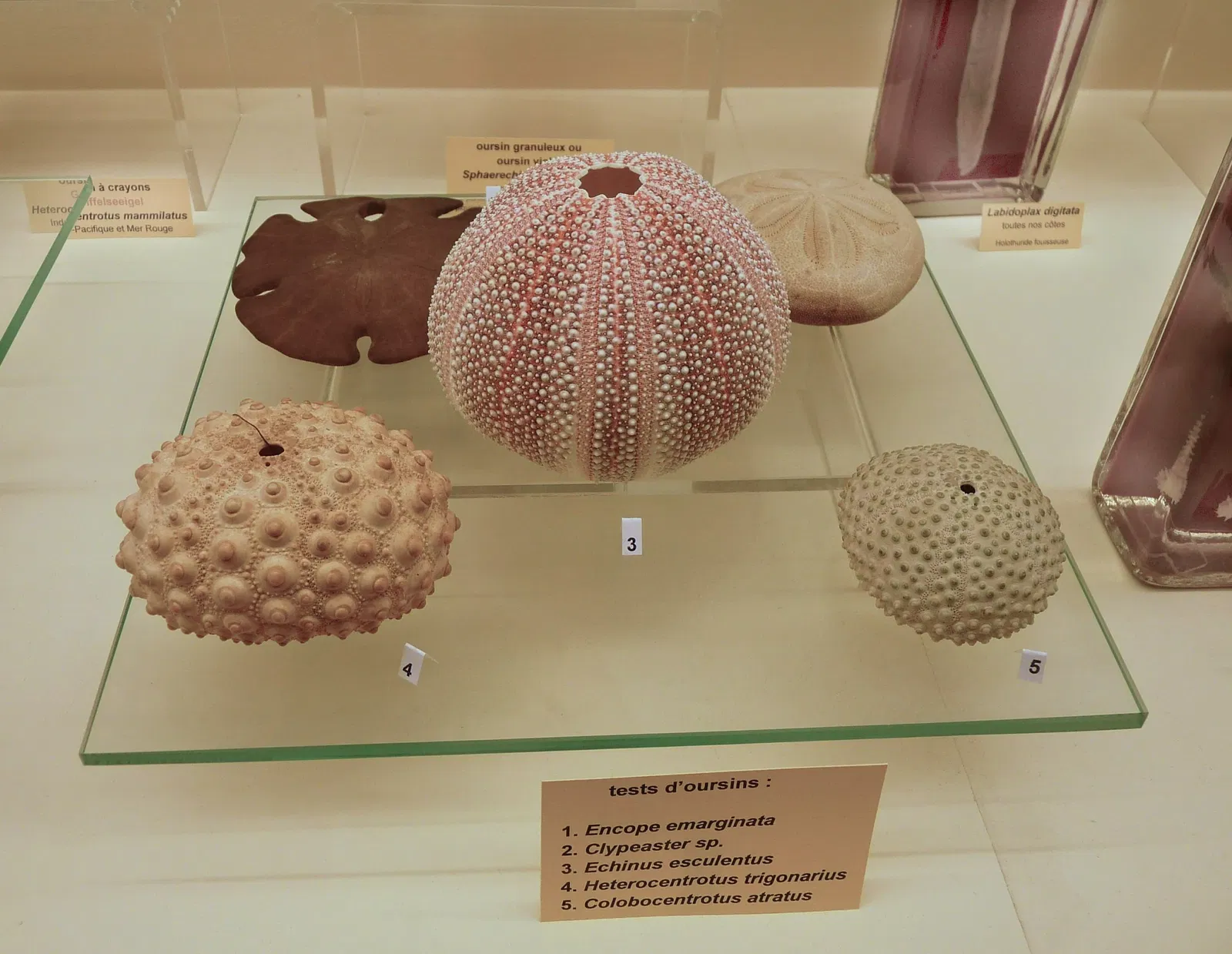 Museo zoológico de Estrasburgo