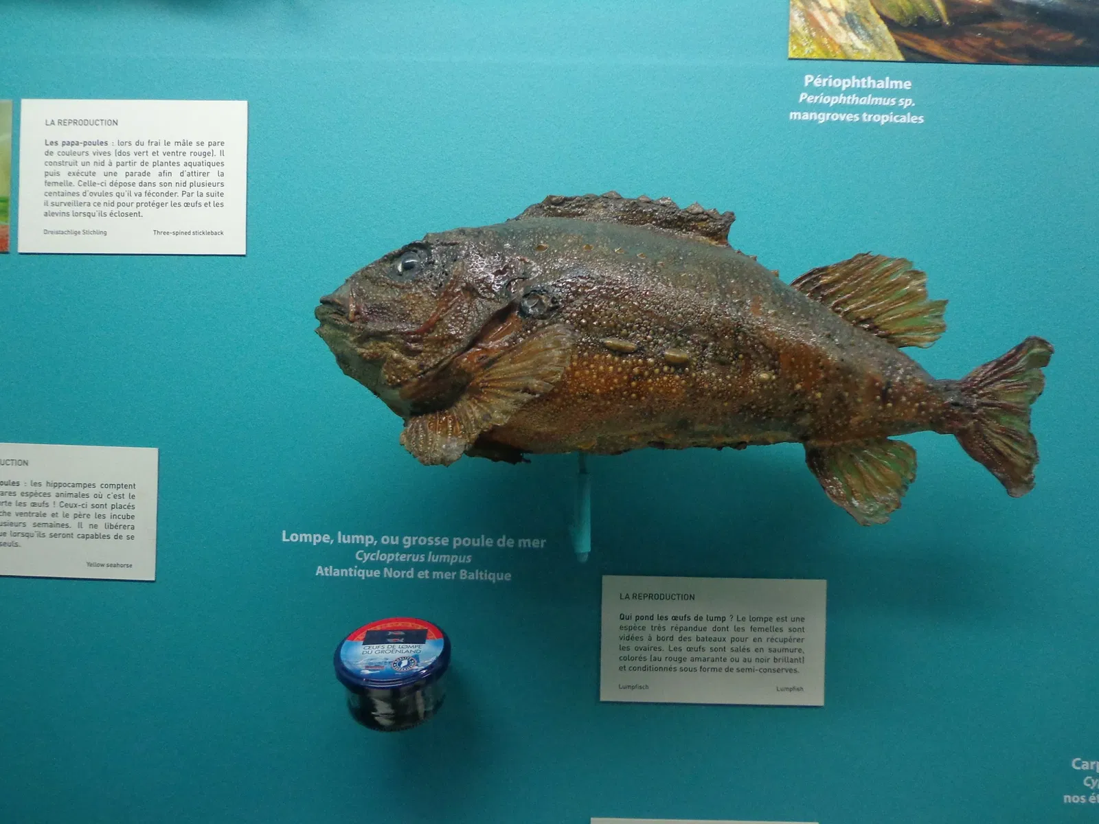 Museo zoologico della città di Strasburgo