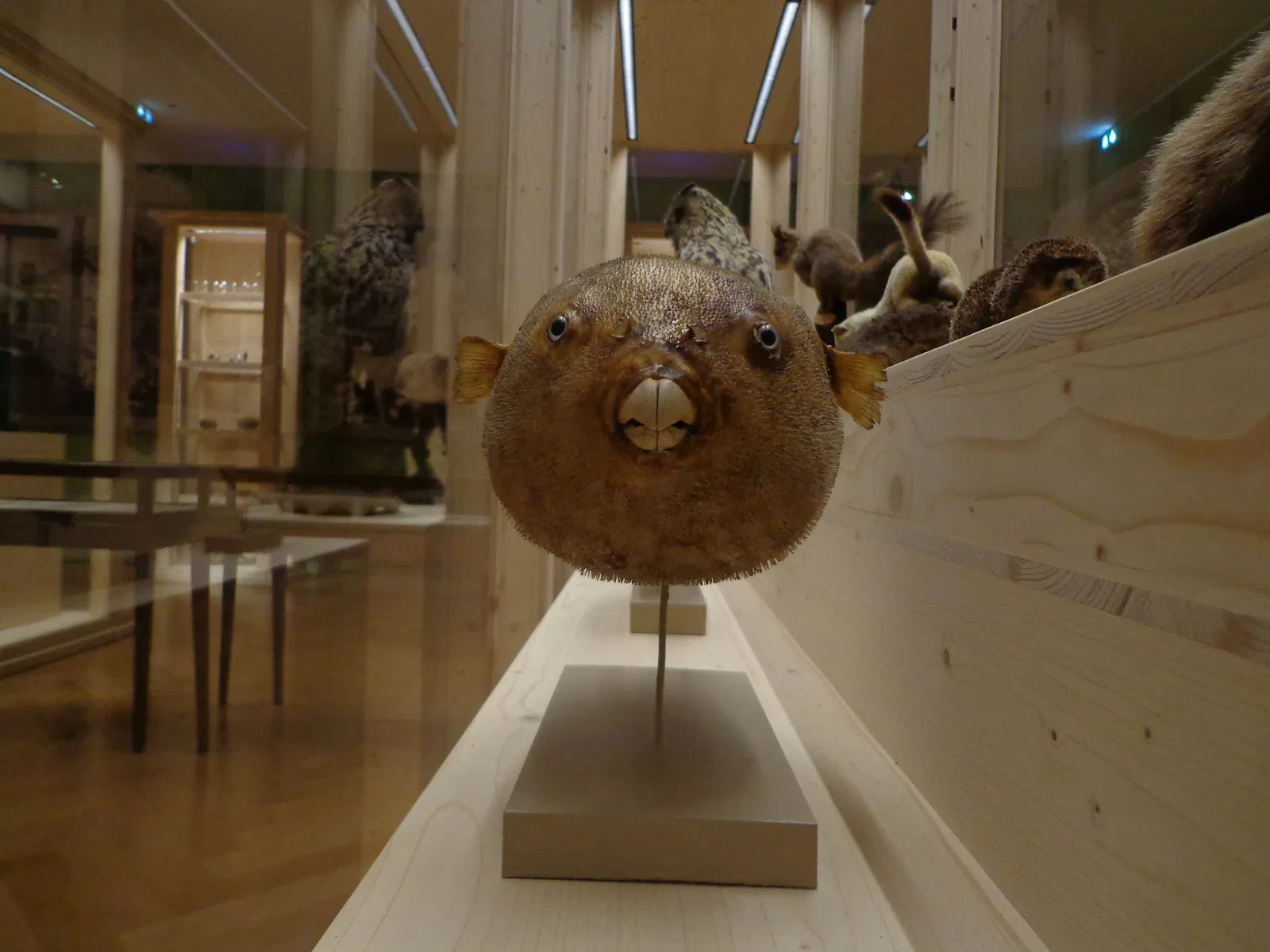 Museo zoologico della città di Strasburgo