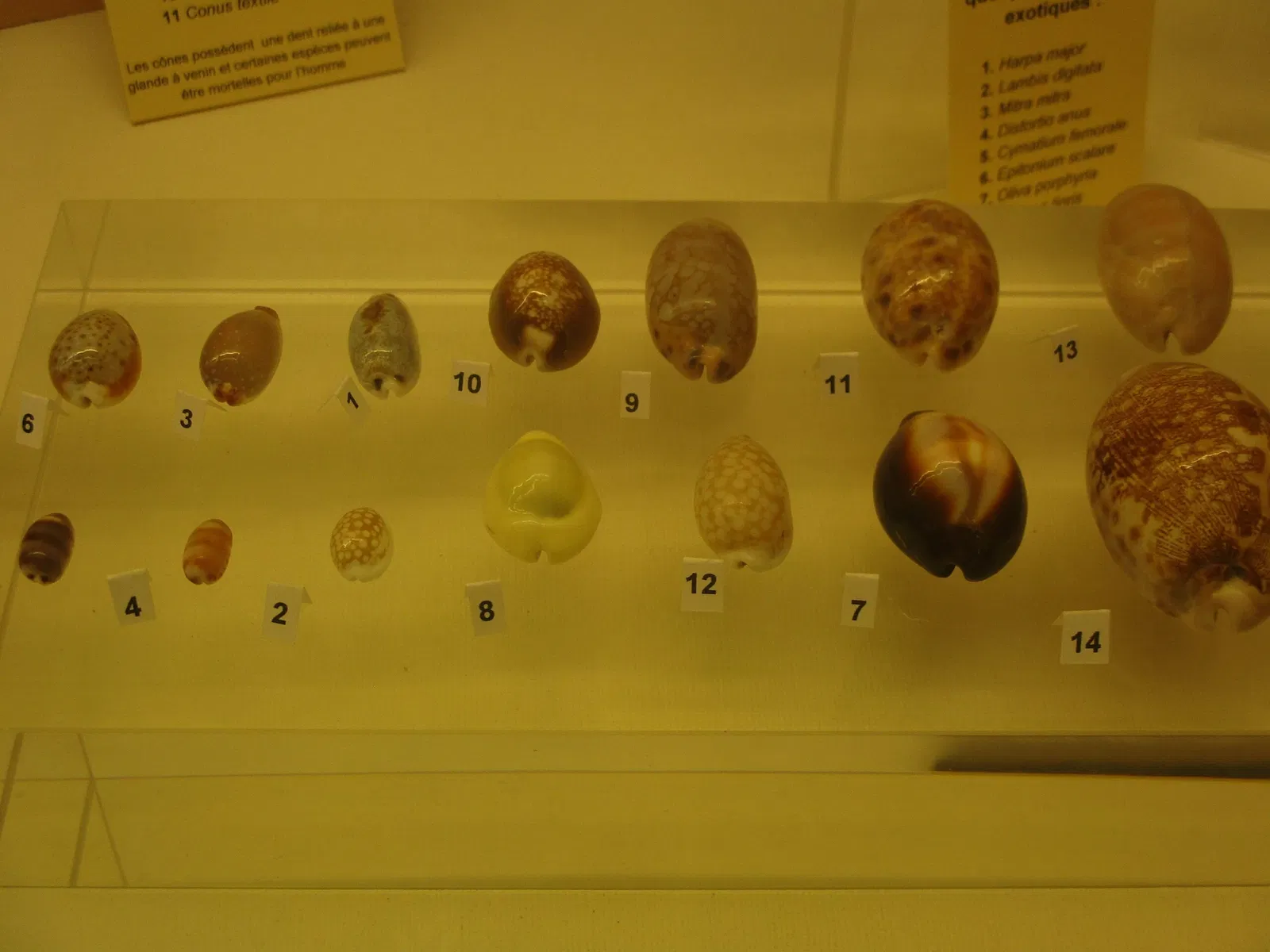 Museo zoológico de Estrasburgo