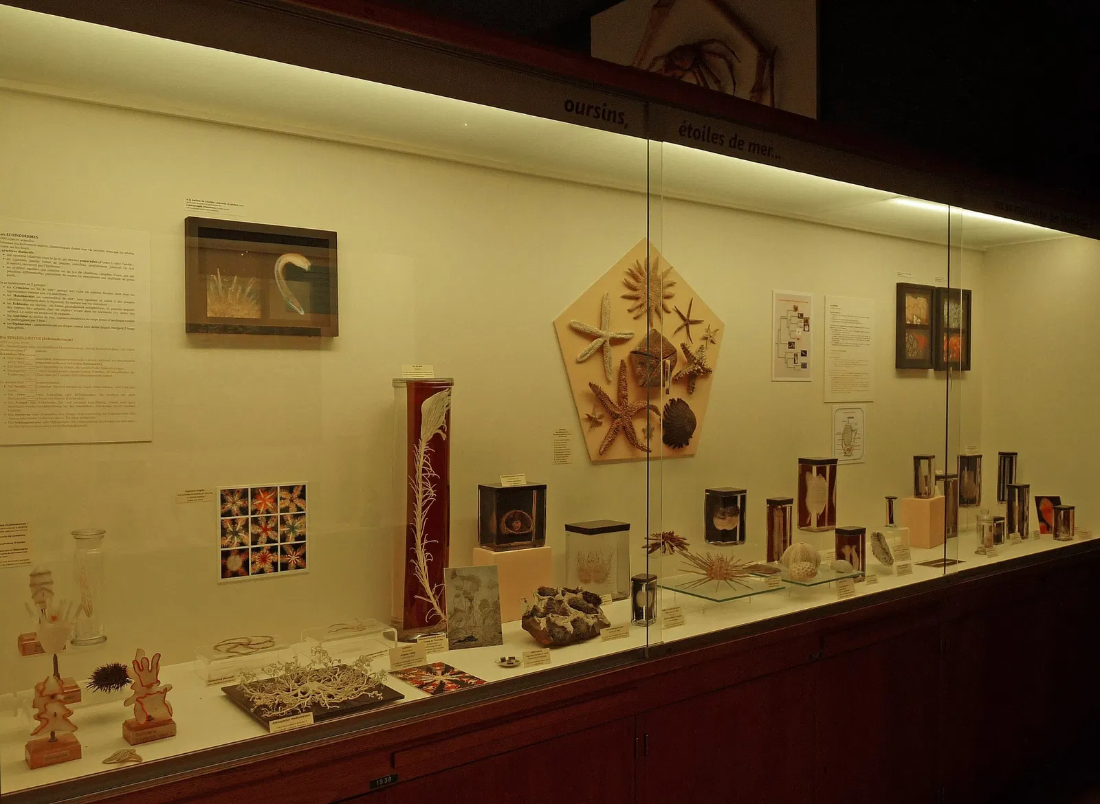 Zoologisches Museum der Stadt Straßburg