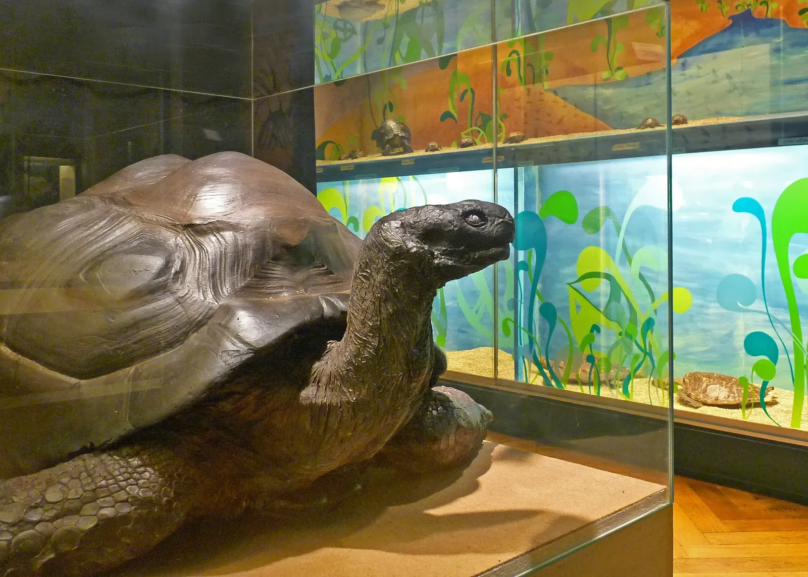 Zoologisches Museum der Stadt Straßburg