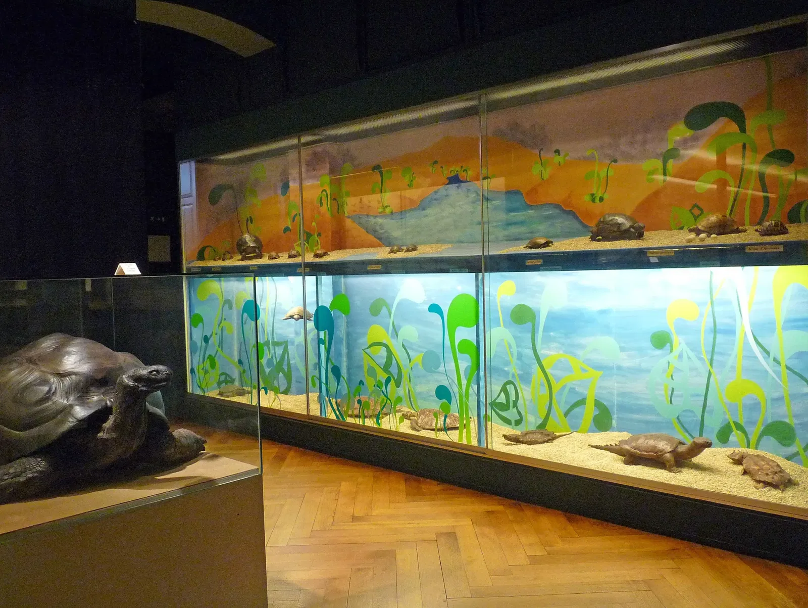 Musée Zoologique