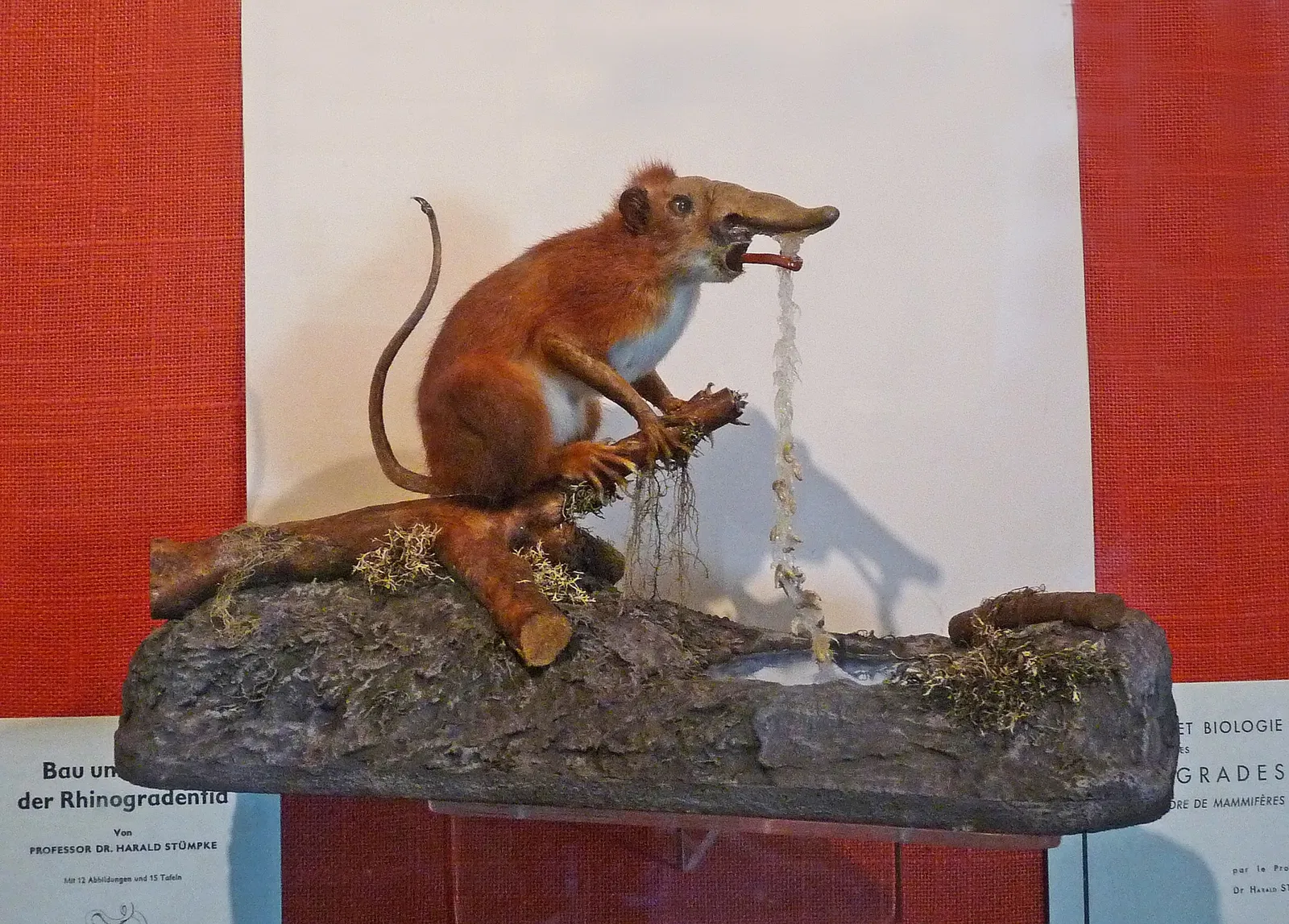 Museo zoologico della città di Strasburgo