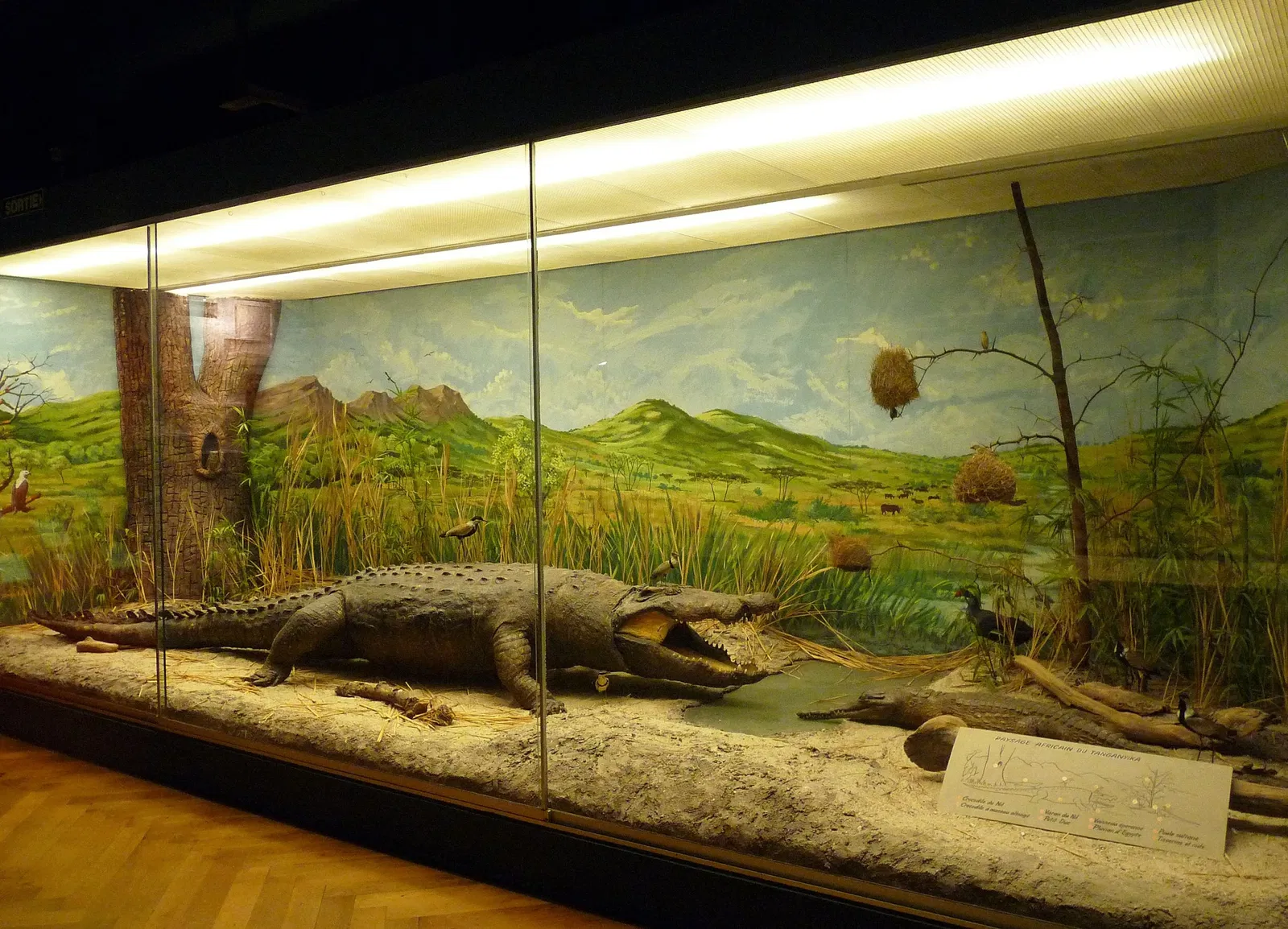 Museo zoologico della città di Strasburgo