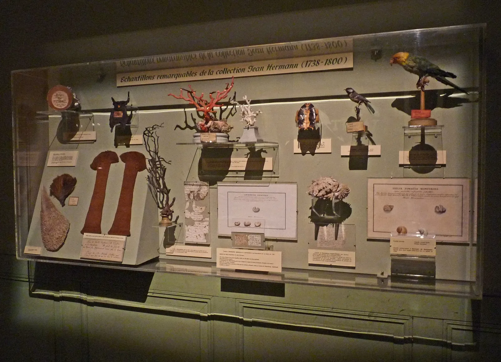 Museo zoológico de Estrasburgo