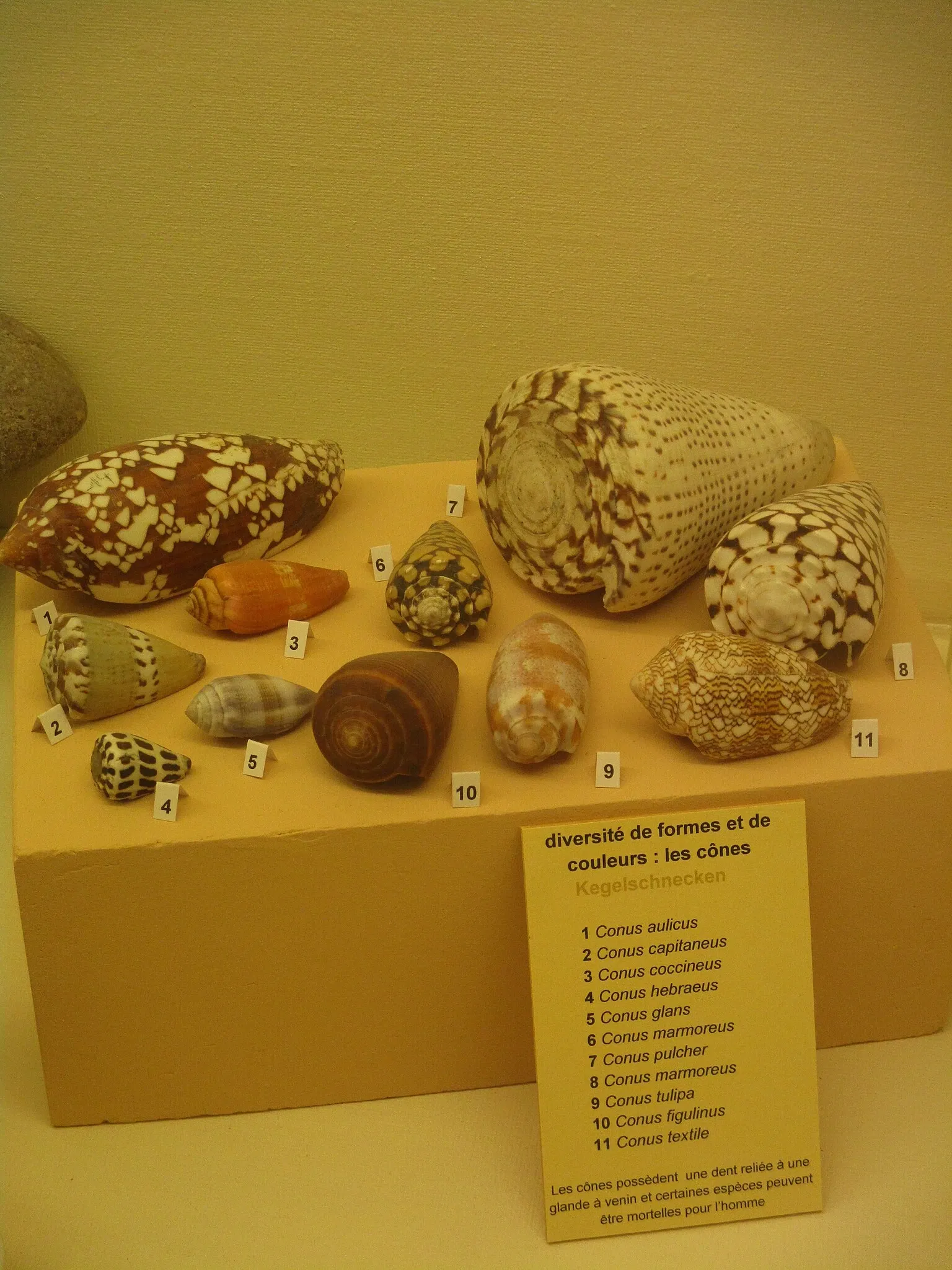 Museo zoológico de Estrasburgo