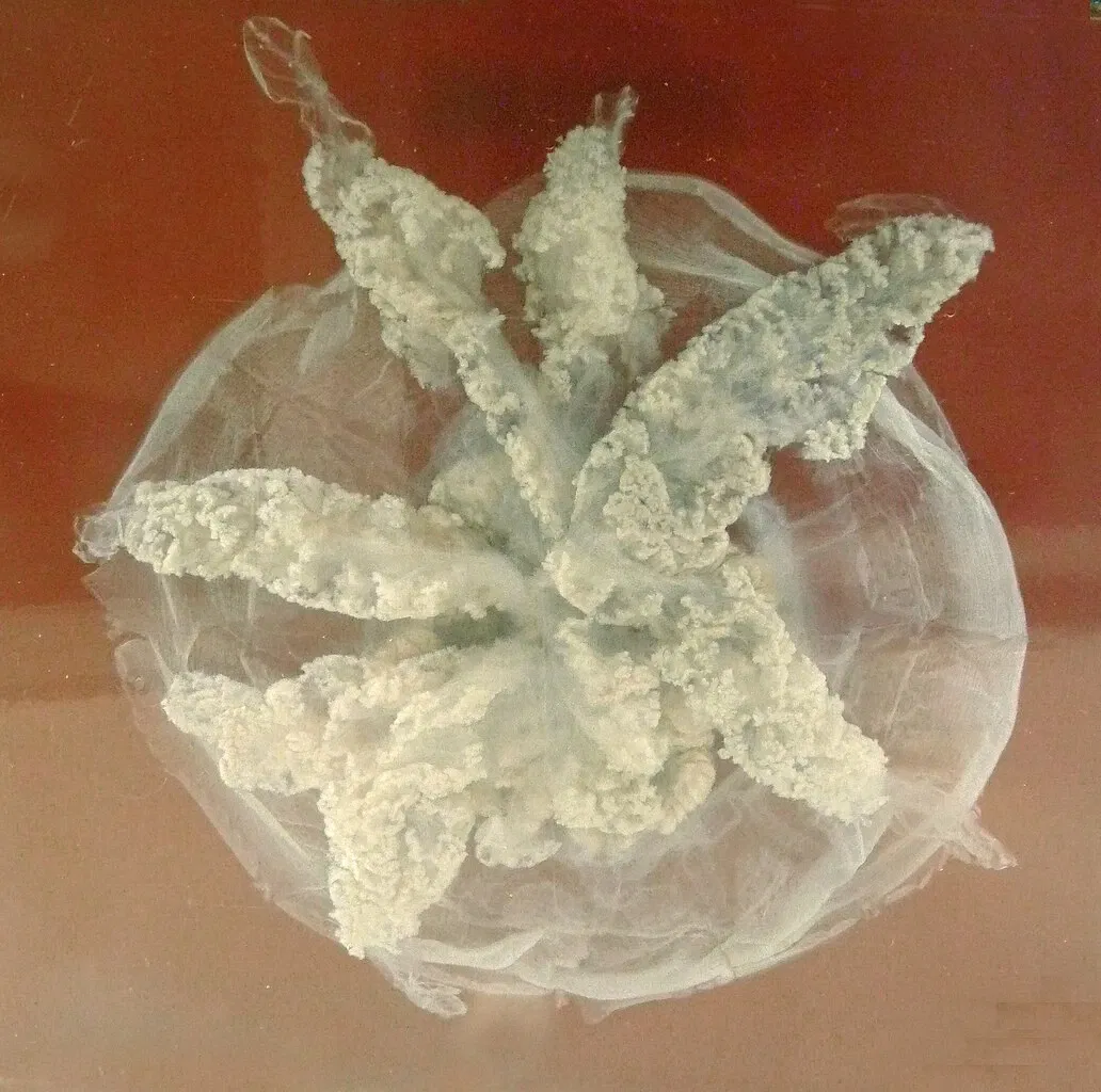 Zoologisches Museum der Stadt Straßburg